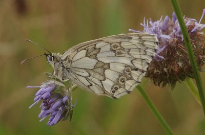 Schachbrett100_cp.jpg Schachbrett100_cp.jpg