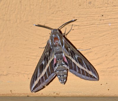 Linienschwärmer ( Hyles lineata lineata)_20120711.JPG