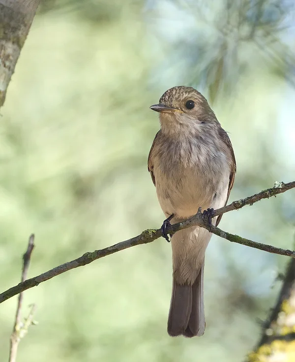Grauschnäpper (Muscicapa striata)_1_20120712.webp