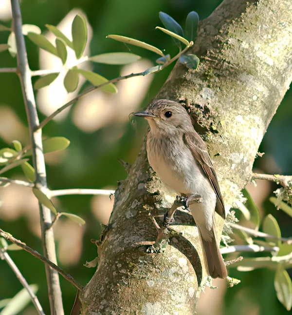 Grauschnäpper (Muscicapa striata)_2_20120712.webp