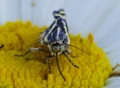 _IGP2481.JPG _IGP2481.JPG