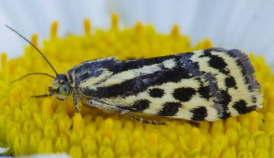 _IGP2482.JPG _IGP2482.JPG