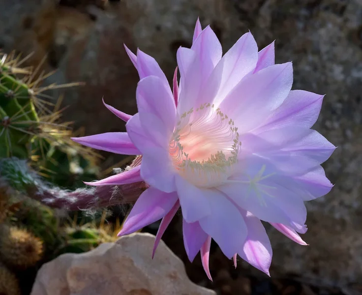 heute in Lila_20120716.webp heute in Lila_20120716.webp