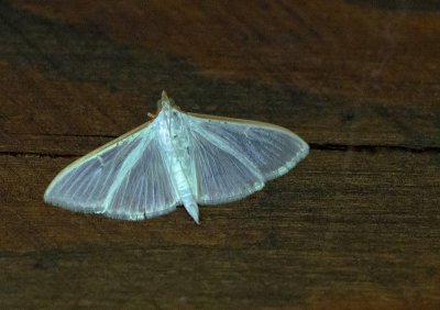 Palpita vitrealis_20120719.JPG Palpita vitrealis_20120719.JPG