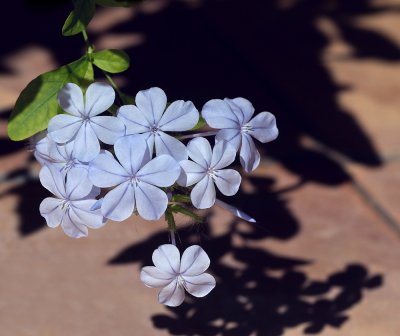 Kap-Bleiwurz (Plumbago auriculata)_20120720.JPG