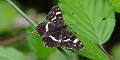 Landkärtchen1.jpg Landkärtchen1.jpg