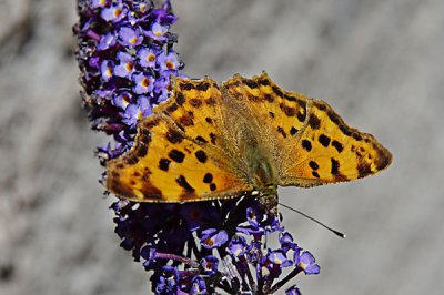 C-Falter.jpg C-Falter.jpg