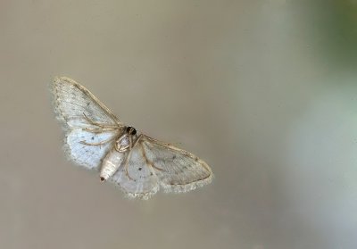 Nachtfalter_20120716.JPG