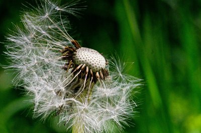 pusteblume.jpg