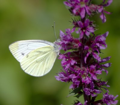_IGP4134.jpg