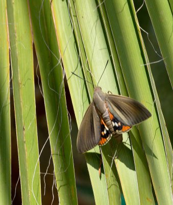 Paysandisia archon_20120731.JPG