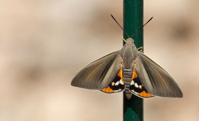 Paysandisia archon_20120802.JPG