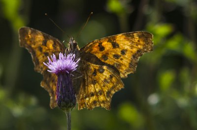 20120804-_IGP3558.jpg