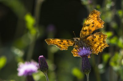 20120804-_IGP3580.jpg