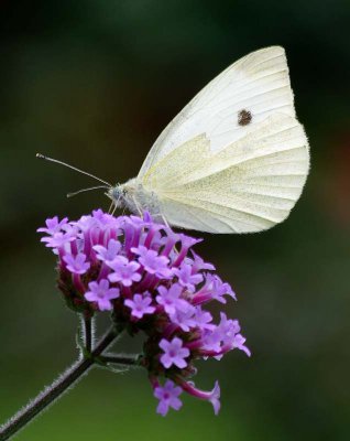 IMGP8853 Kopie.jpg