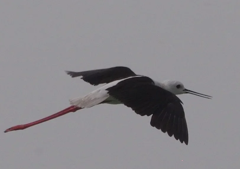 crop himantopus himantopus.webp