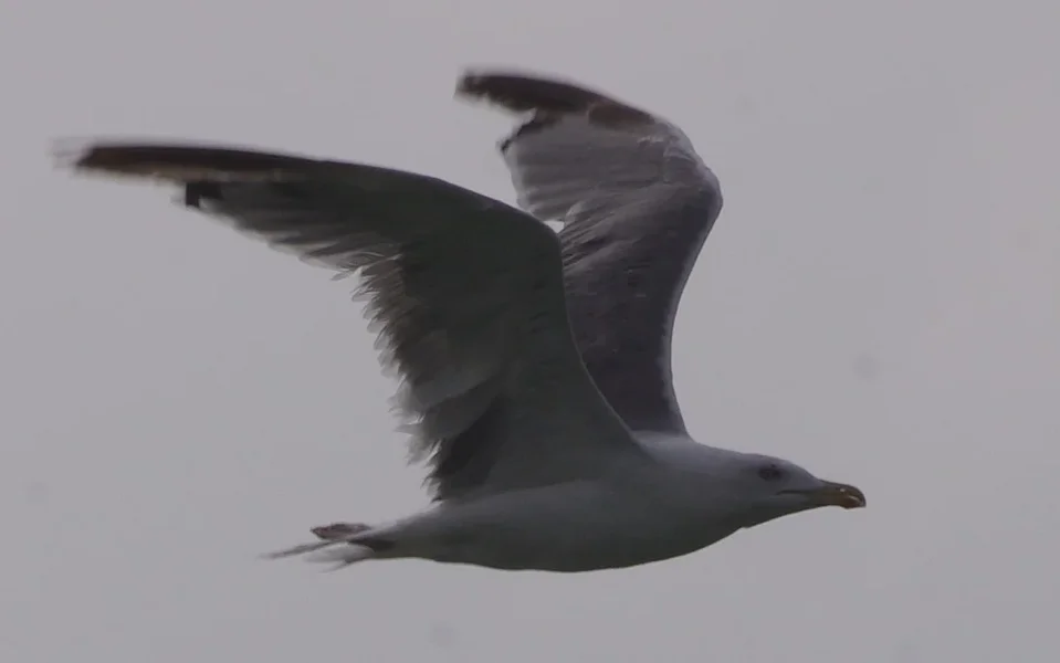 crop larus michahellis 1801.webp