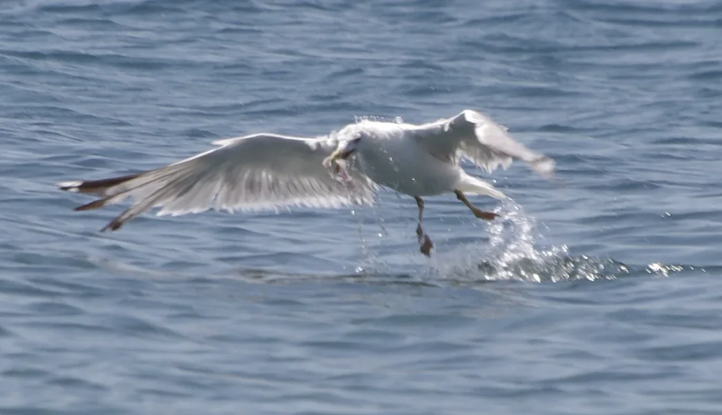 crop 1553.webp