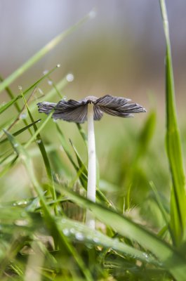 a20120422-_IGP8879.jpg