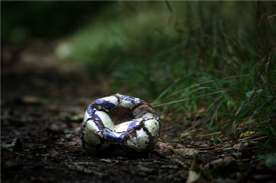 9 müll im Wald 062 800 127.JPG