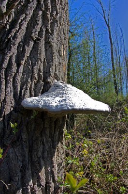 IMGP0001.jpg IMGP0001.jpg