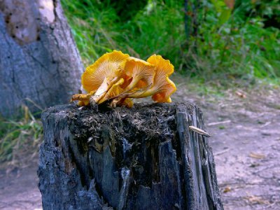 Pfifferlinge.jpg Pfifferlinge.jpg