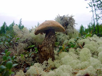 Birkenpilz.JPG Birkenpilz.JPG