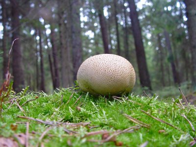 Kartoffelbovist.jpg Kartoffelbovist.jpg