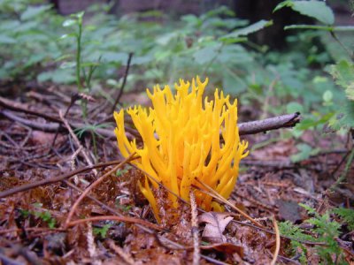 wurzelnder Händling.jpg wurzelnder Händling.jpg