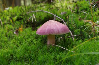 IMGP0913-1.JPG IMGP0913-1.JPG