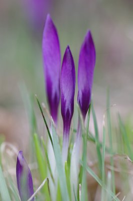 compIMGP5145.jpg
