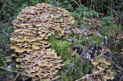 IMGP0920 Kopie.jpg IMGP0920 Kopie.jpg