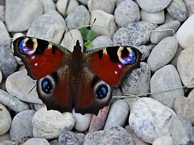 Pfauenauge.jpg