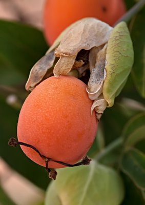 Passionsfrucht.jpg
