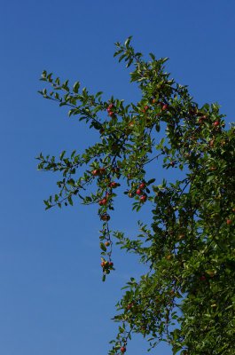 K5127381.JPG