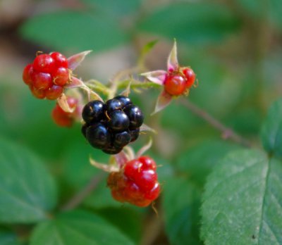 Brombeeren-1.jpg