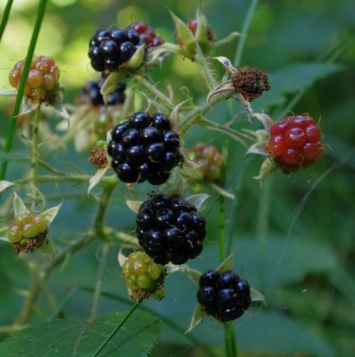 Brombeeren-3.jpg