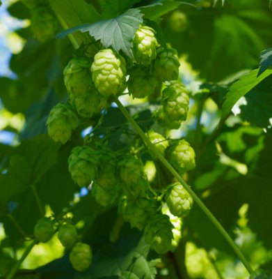 Hopfen-2.jpg