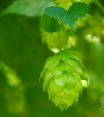 Hopfen-1.jpg