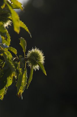 _IGP3251.jpg