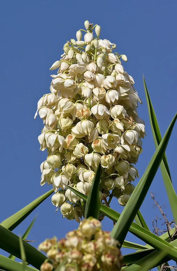 Yucca_20120817.webp
