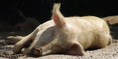 SchweinchenRosa.jpg