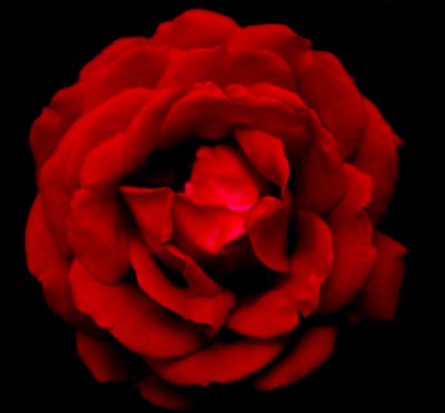Rose3.1.jpg