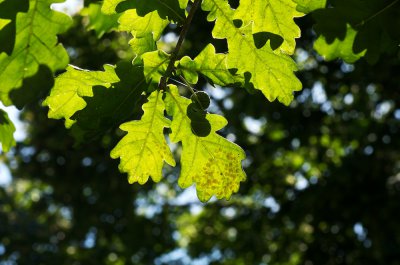 IMGP0798.jpg