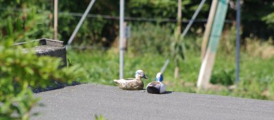 IMGP7958_bearbeitet-1.jpg IMGP7958_bearbeitet-1.jpg