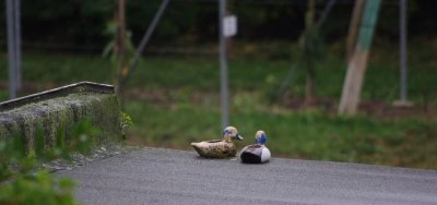 IMGP8083_bearbeitet-1.jpg IMGP8083_bearbeitet-1.jpg