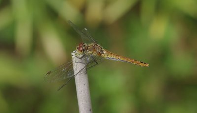 Libelle02_cp.jpg