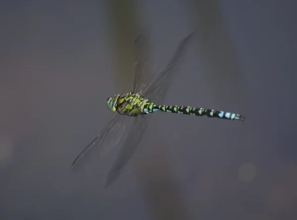 MosaikjungferBlGr_cp.webp