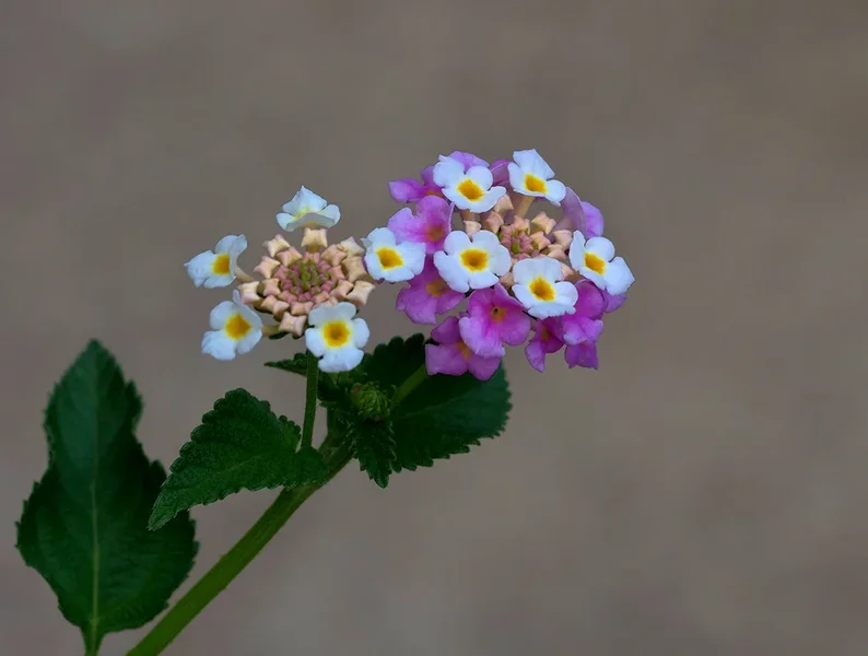 Wandelröschen (Lantana camara)__2_20120825.webp