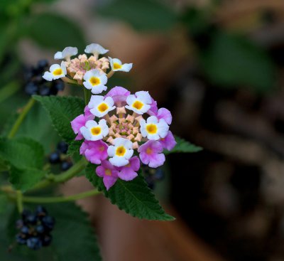 Wandelröschen (Lantana camara)_1_20120825.JPG